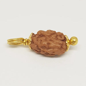 2 Mukhi Rudraksha - Indonesia