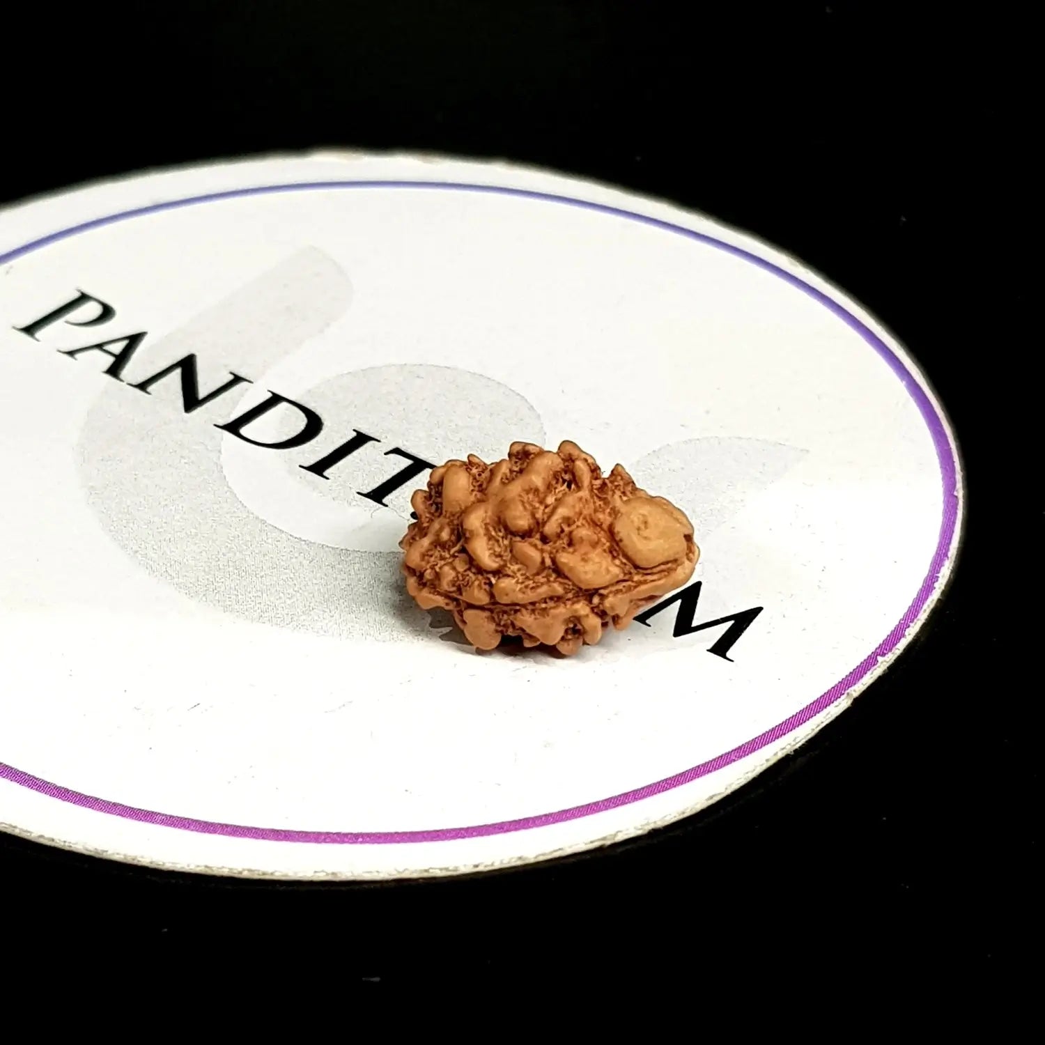 2 Mukhi Rudraksha Nepal