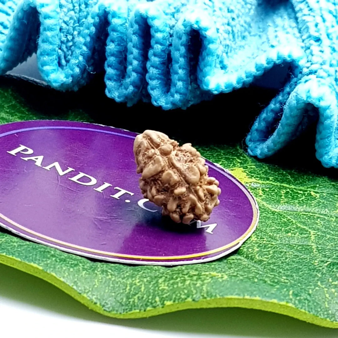 2 Mukhi Rudraksha - Nepal