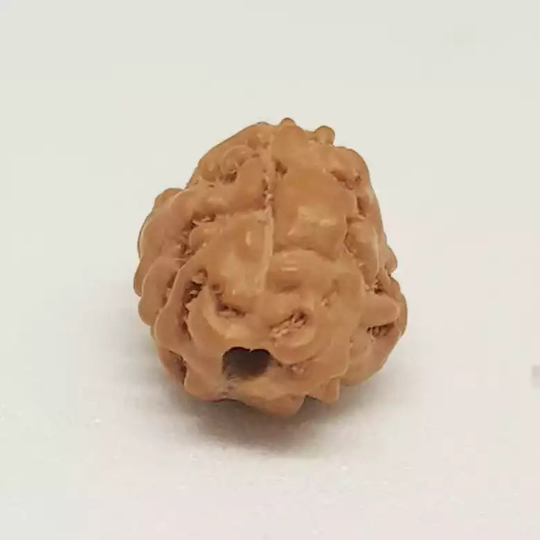 3 Mukhi Rudraksha — authenticity certificate and lab report