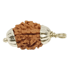 3 Mukhi Rudraksha