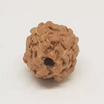 4 Mukhi Rudraksha — bead size reference