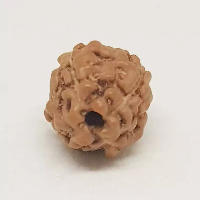 4 Mukhi Rudraksha — bead size reference