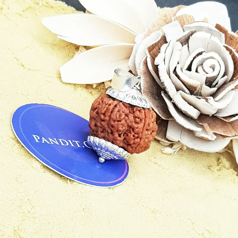 5 Mukhi Super Premium Rudraksha