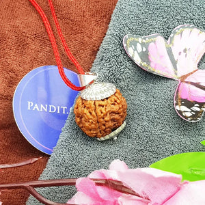 5 Mukhi Super Premium Rudraksha