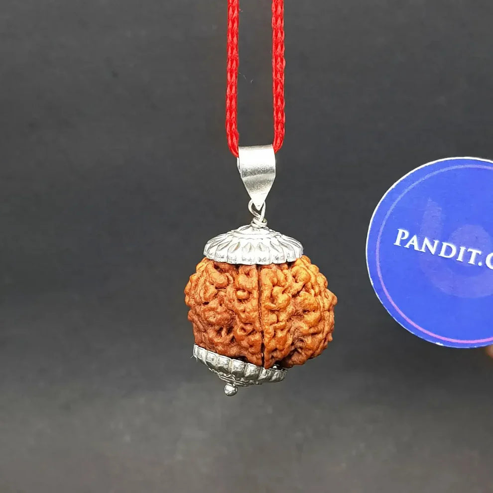 5 Mukhi Super Premium Rudraksha
