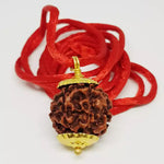 Six Mukhi Premium Rare Rudraksha — bead size reference