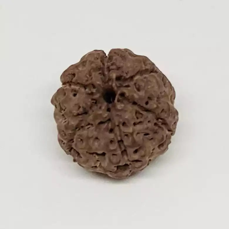 6 Mukhi Rudraksha — close-up macro showing surface texture and natural lines