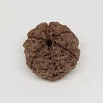 6 Mukhi Rudraksha — close-up macro showing surface texture and natural lines