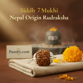 7 Mukhi Rudraksha — main bead view showing mukhi (faces)