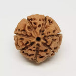 Seven Mukhi Premium Rare Rudraksha — close-up macro showing surface texture and natural lines