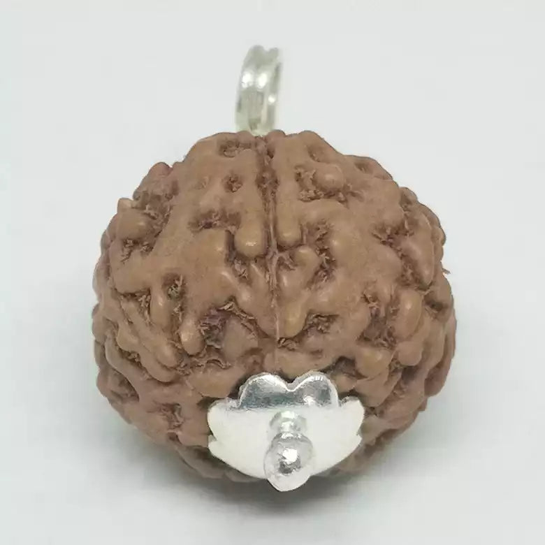 7 Mukhi Rudraksha — main bead view showing mukhi (faces)