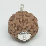7 Mukhi Rudraksha — main bead view showing mukhi (faces)