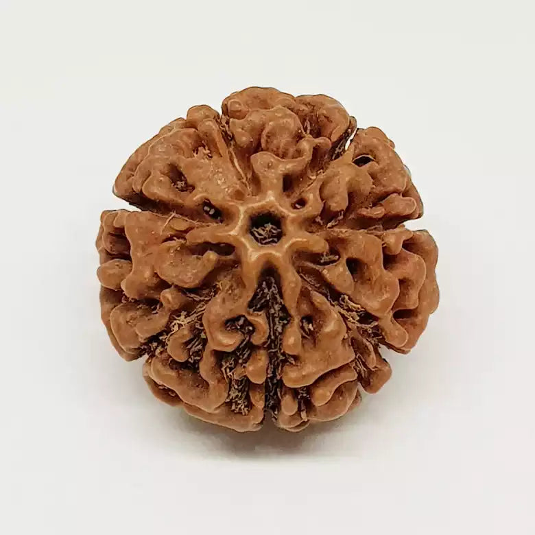 7 Mukhi Rudraksha — close-up macro showing surface texture and natural lines