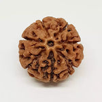 7 Mukhi Rudraksha — close-up macro showing surface texture and natural lines