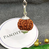 7 Mukhi Super Premium Rudraksha — main bead view showing mukhi (faces)