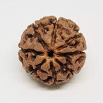 Eight Mukhi Premium Rare Rudraksha — additional angle view of bracelet