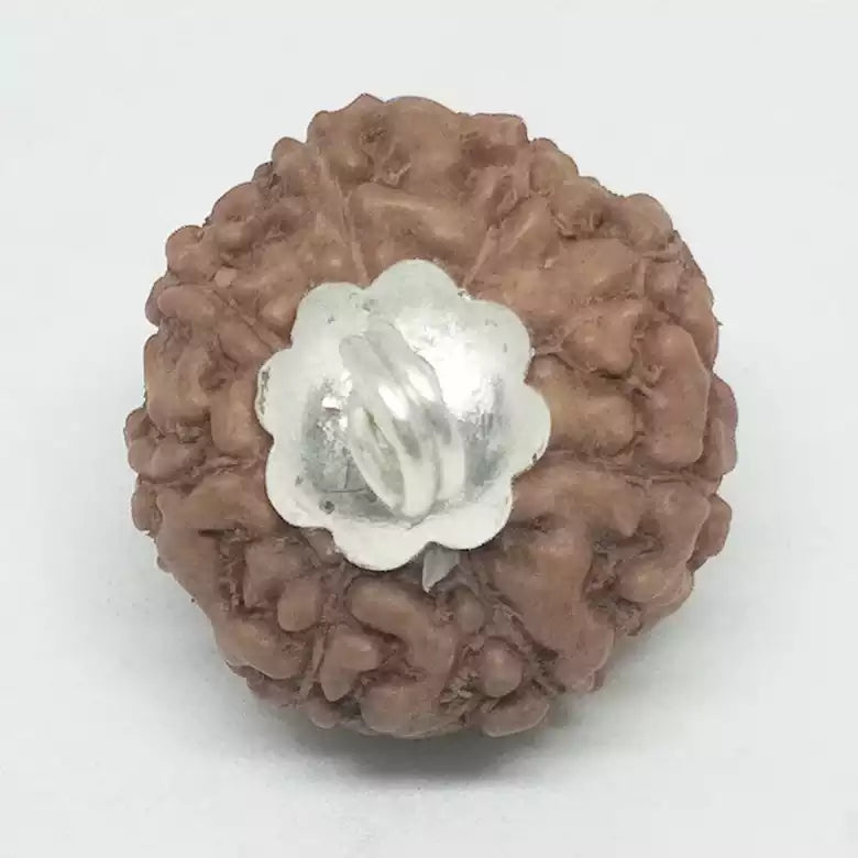 8 Mukhi Rudraksha — main bead view showing mukhi (faces)