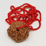 8 Mukhi Rudraksha — close-up macro showing surface texture and natural lines