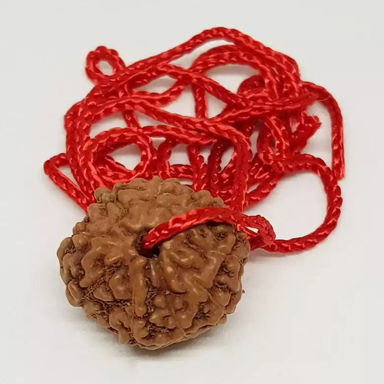 8 Mukhi Rudraksha — close-up macro showing surface texture and natural lines