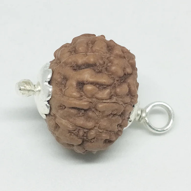 8 Mukhi Rudraksha - Indonesia
