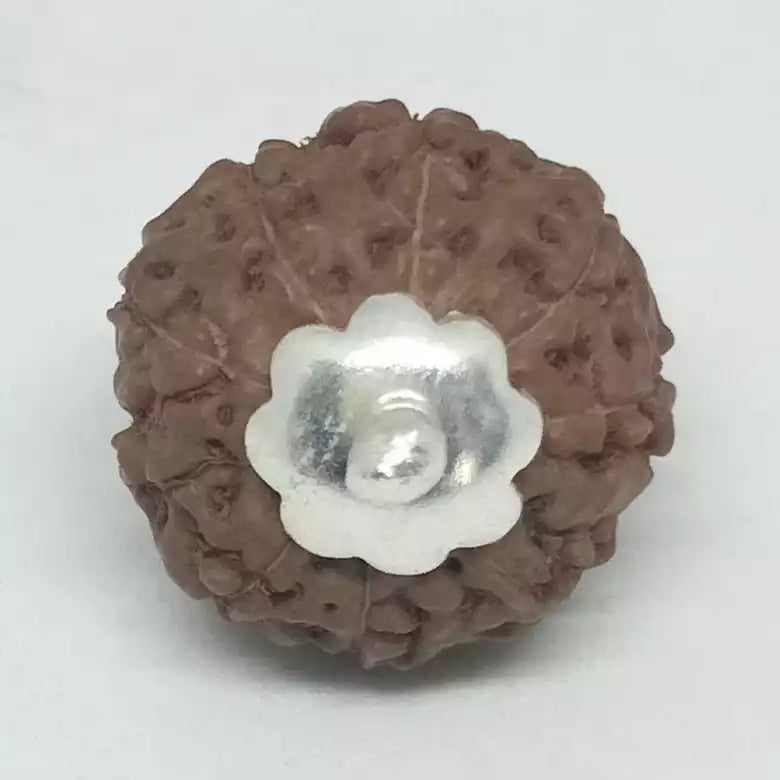 9 Mukhi Rudraksha — close-up macro showing surface texture and natural lines