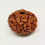 9 Mukhi Rudraksha — authenticity certificate and lab report