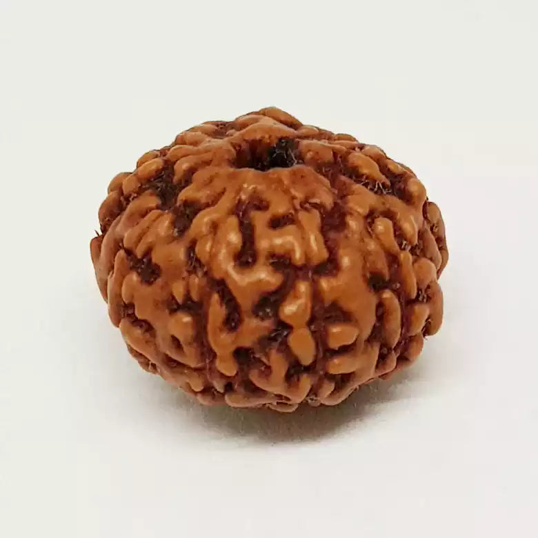 9 Mukhi Rudraksha — authenticity certificate and lab report