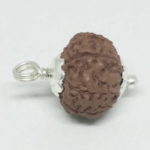 9 Mukhi Rudraksha - Indonesia
