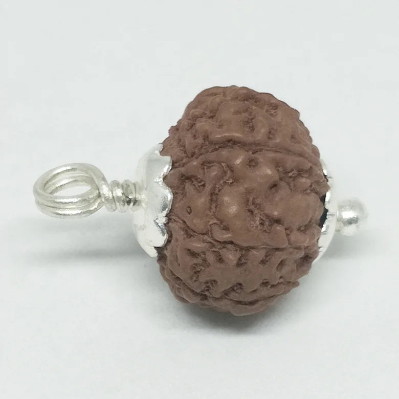 9 Mukhi Rudraksha - Indonesia