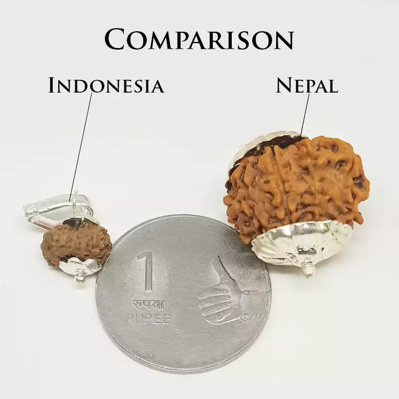 15 Faced Rudraksha — close-up macro showing surface texture and natural lines