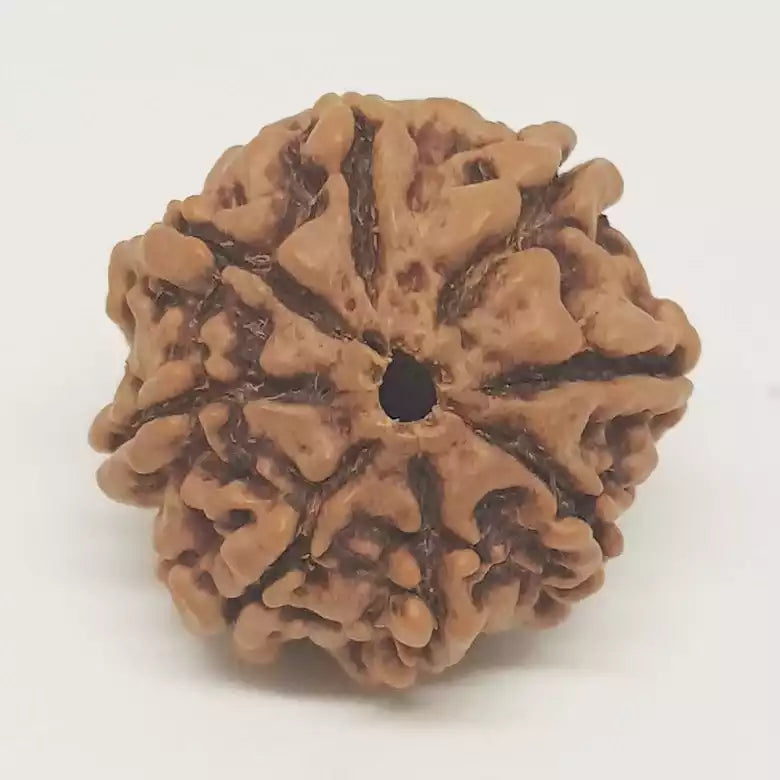 8 Faced Rudraksha — close-up macro showing surface texture and natural lines