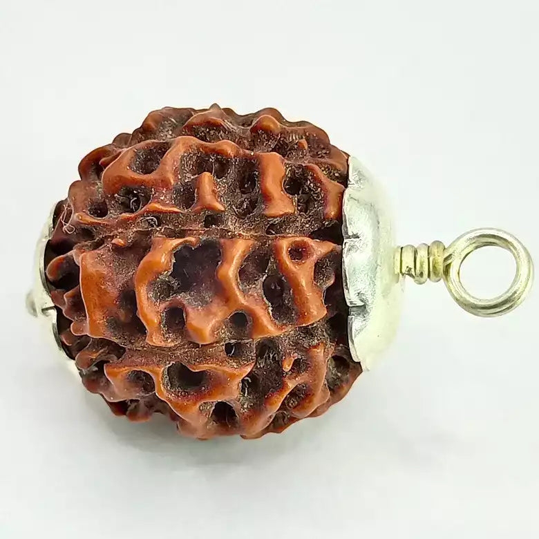 Eight Mukhi Premium Rare Rudraksha — authenticity certificate and lab certification