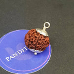 Eight Mukhi Premium Rare Rudraksha — bracelet worn on wrist demonstration
