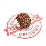 8 Faced Rudraksha – Nepal