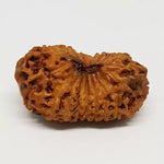 18 Mukhi Rudraksha — packaging back showing wearing instructions