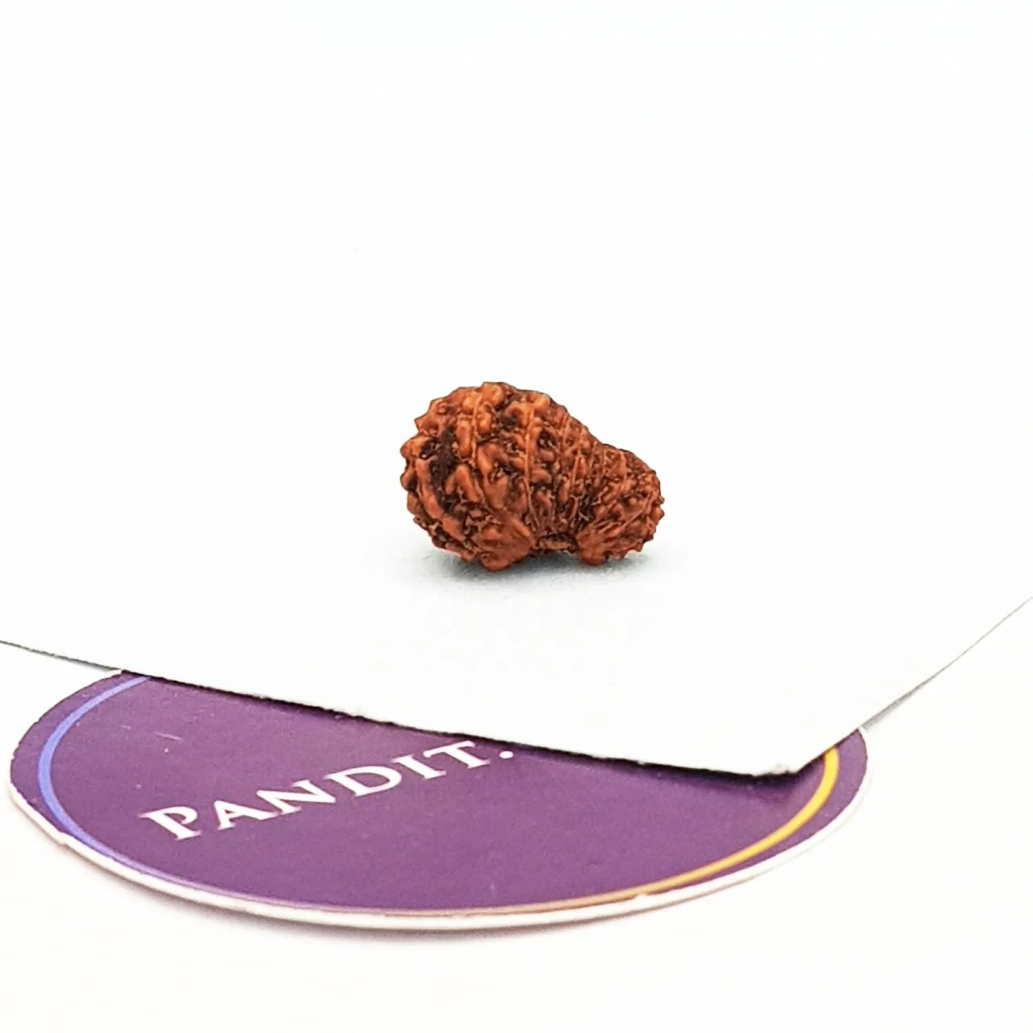 18 Mukhi Indonesia Rudraksha