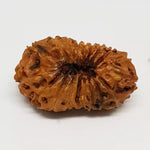 18 Mukhi Rudraksha — main bead view showing mukhi (faces)