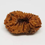 18 Mukhi Rudraksha — close-up macro showing surface texture and natural lines
