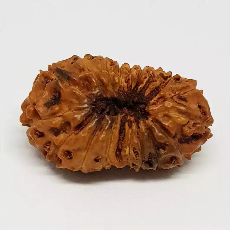 18 Mukhi Rudraksha — close-up macro showing surface texture and natural lines