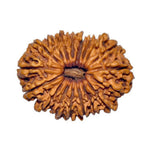 Eighteen Mukhi Premium Rare Rudraksha — main bead view showing mukhi (faces)