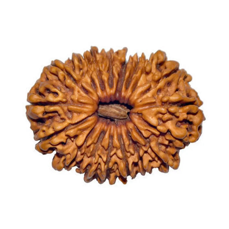 Eighteen Mukhi Premium Rare Rudraksha — main bead view showing mukhi (faces)