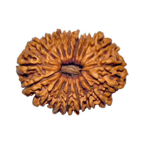 Eighteen Mukhi Premium Rare Rudraksha — main bead view showing mukhi (faces)