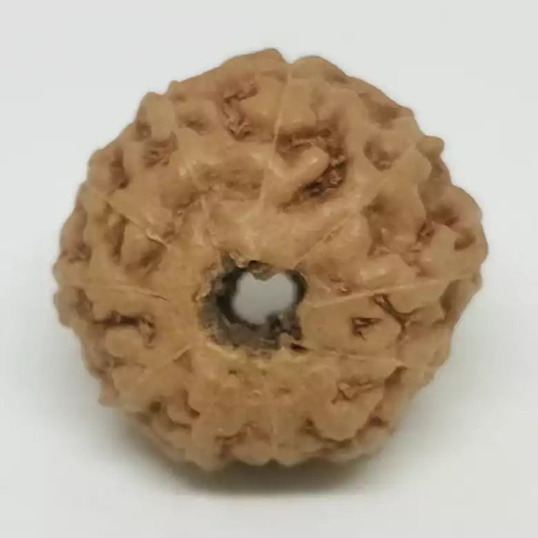 Eleven Mukhi Premium Rare Rudraksha — close-up macro showing surface texture and natural lines
