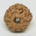 Eleven Mukhi Premium Rare Rudraksha — close-up macro showing surface texture and natural lines