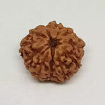 11 Mukhi Rudraksha — packaging back showing wearing instructions
