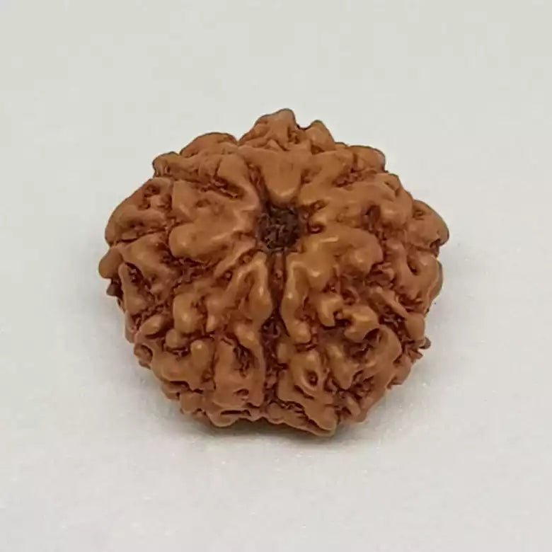 11 Mukhi Rudraksha — packaging back showing wearing instructions