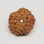 11 Mukhi Rudraksha — main bead view showing mukhi (faces)