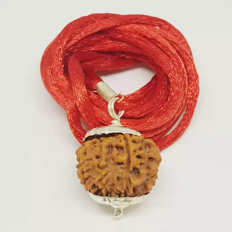 11 Faced Rudraksha — close-up macro showing surface texture and natural lines