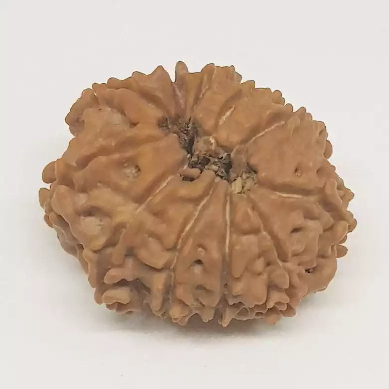 11 Faced Rudraksha — bead size reference